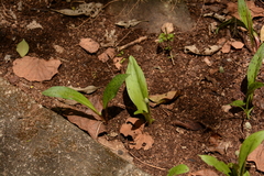 Drimiopsis