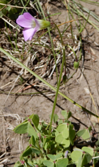 Oxalis metcalfei