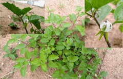 Solanum fernandesii