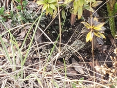 Sceloporus malachiticus