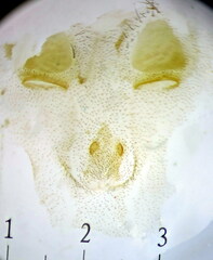 Tetragnatha bogotensis