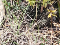 Sceloporus malachiticus