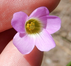 Oxalis metcalfei