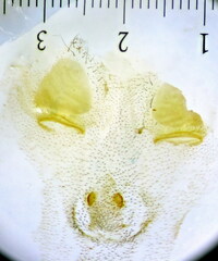 Tetragnatha bogotensis