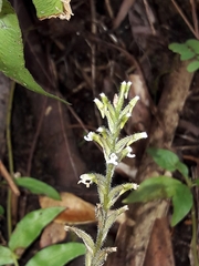 Microchilus familiaris