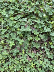 Trifolium repens