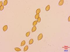 Cortinarius xanthophyllus