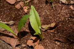 Drimiopsis