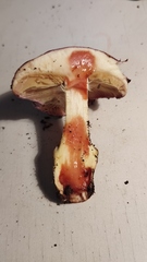 Cortinarius xanthophyllus