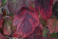 Hydrangea quercifolia