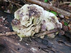 Trametes menziesii