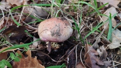 Cortinarius xanthophyllus