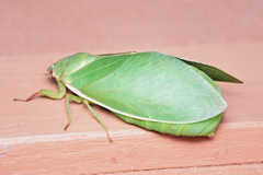 Cystosoma saundersii