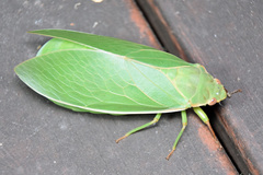 Cystosoma saundersii