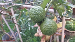 Citrus hystrix