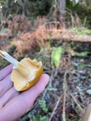 Cantharellus formosus