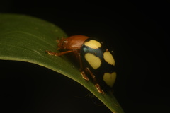 Leptinotarsa
