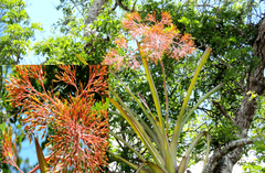 Aechmea leptantha