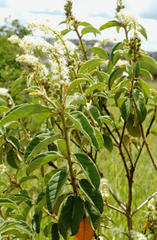 Croton heliotropiifolius
