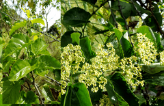Cissus verticillata