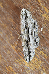 Scioglyptis canescaria