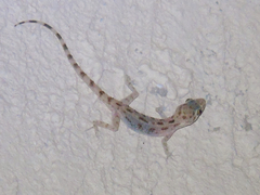 Cyrtopodion scabrum
