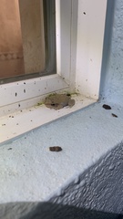 Eleutherodactylus coqui