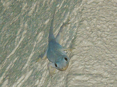 Hemidactylus flaviviridis