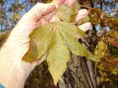 Carya glabra