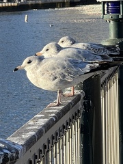 Larus delawarensis