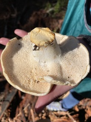 Hydnum oregonense