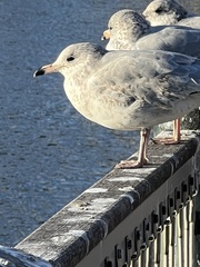 Larus delawarensis