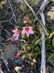 Pelargonium capillare