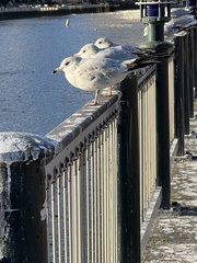 Larus delawarensis