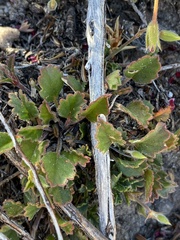 Pelargonium capillare