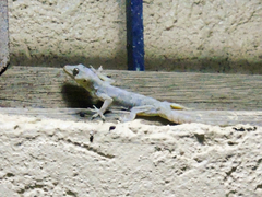 Hemidactylus flaviviridis