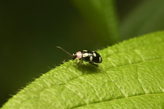 Omophoita