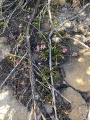 Pelargonium capillare