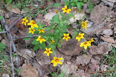 Bidens bicolor