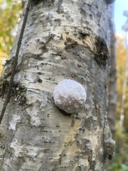 Reticularia