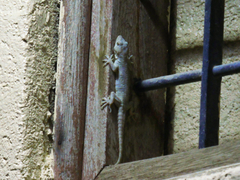 Hemidactylus flaviviridis