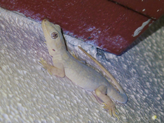 Hemidactylus flaviviridis