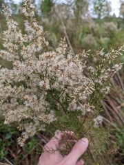Eupatorium compositifolium