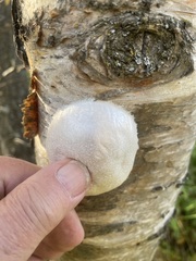 Reticularia