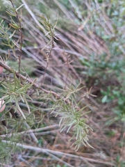 Eupatorium compositifolium