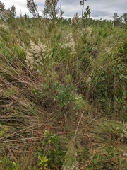 Eupatorium compositifolium