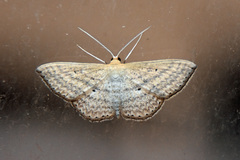Scopula oppilata