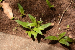 Drimiopsis