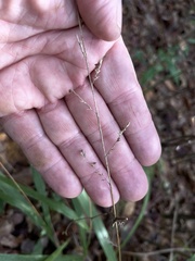 Chasmanthium sessiliflorum