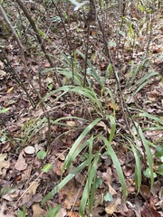 Chasmanthium sessiliflorum